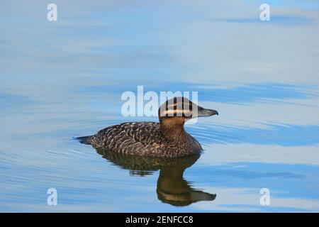 Maskierte Ente (Nomonyx dominicus), Erwachsene weibliche Schwimmen in einem Teich Frühling mit weichen schönen Wasser Hintergrund. Global Big Day Caracas, Venezuela Stockfoto