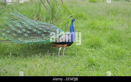 Pfauen wandern auf dem grünen Gras. Wunderschöner Pfau Stockfoto