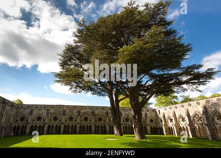 Kloster der Kathedrale von Salisbury. Stockfoto