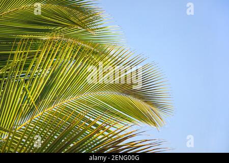 Tropischer Hintergrund mit exotischen Palmenblättern. Tropische Blätter mit Sonnenschein auf blauem Himmel Hintergrund, kopieren Raum. Sommerferien. Stockfoto