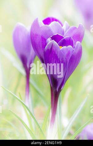 Krokusblüten (Crocus sativus) blühen im Frühling in Großbritannien 2021.das erste Zeichen des kommenden Frühlings.Traumhaftes Naturfoto. Stockfoto