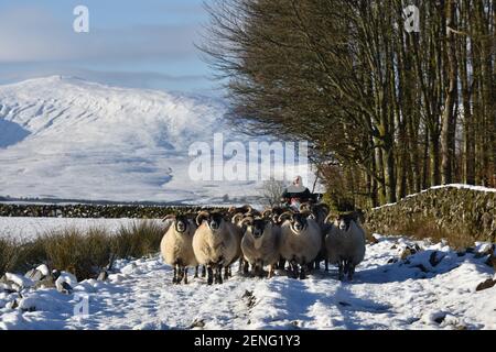 Hirte und Schafe im Schnee, Marbrack Farm, Carsphairn, Castle Douglas, Schottland Stockfoto