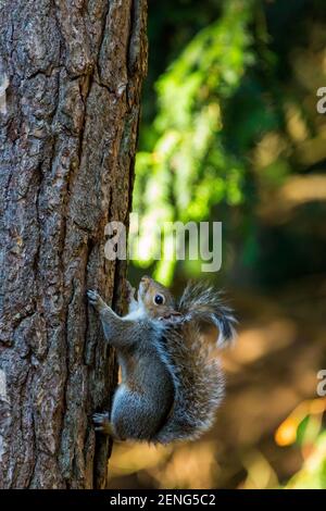 Graues Eichhörnchen England Großbritannien Stockfoto