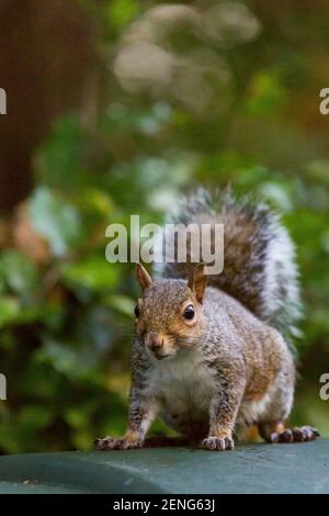 Graues Eichhörnchen England Großbritannien Stockfoto