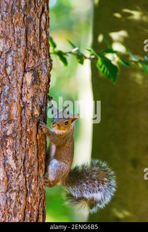 Graues Eichhörnchen nottinghamshire England Großbritannien Stockfoto