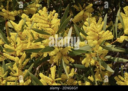 Detail der Blumen der sydney Golden Wattle Pflanze Stockfoto