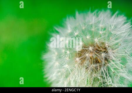 Weißer, flauschiger Löwenzahn im frühlingsgrünen Garten Stockfoto