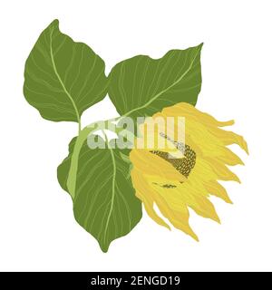 Sonnenblumen isoliert auf weißem Hintergrund. Vektorgrafik Stock Vektor
