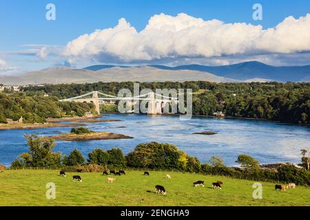 Landschaftlich schöner Blick auf Snowdonia über die Menai Strait mit Kühen im Vordergrund und Menai Brücke dahinter. Menai Bridge, Isle of Anglesey, North Wales, Großbritannien Stockfoto