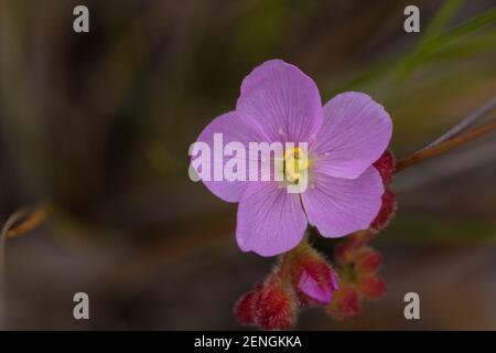 Rosa Blume von Drosera spiralis in der Nähe von Botumirim in Minas Gerais, Brasilien Stockfoto