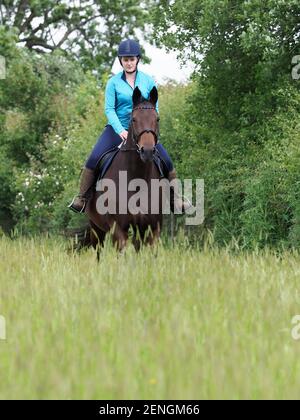 Eine Dame hackt ihr Lorbeerpferd durch eine Graswiese. Stockfoto