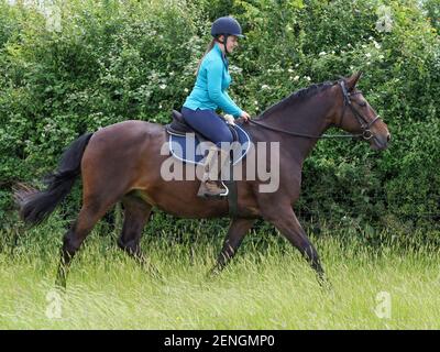 Eine Dame hackt ihr Lorbeerpferd durch eine Graswiese. Stockfoto