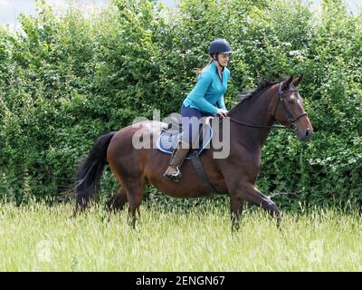 Eine Dame hackt ihr Lorbeerpferd durch eine Graswiese. Stockfoto