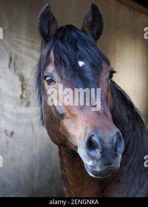 Ein Kopfschuss eines atemberaubenden Bay Welsh Hengstes. Stockfoto