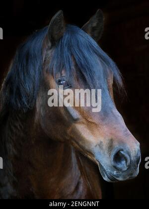 Ein Kopfschuss eines atemberaubenden Bay Welsh Hengstes. Stockfoto