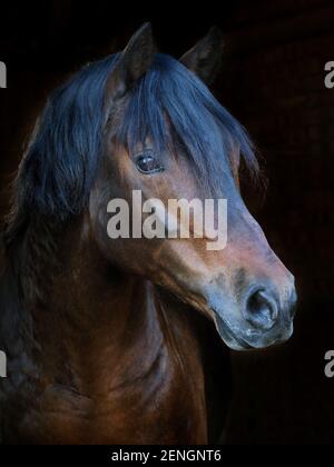 Ein Kopfschuss eines atemberaubenden Bay Welsh Hengstes. Stockfoto