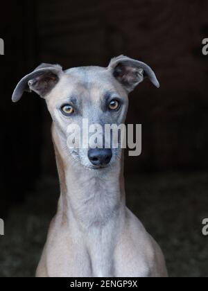 Eine Kopfaufnahme eines hübschen Whippets vor schwarzem Hintergrund. Stockfoto