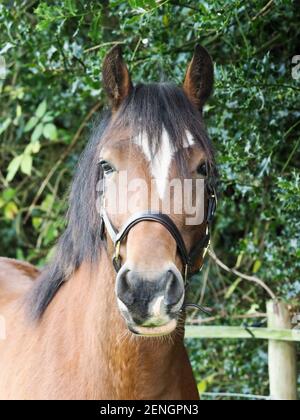 Eine Kopfaufnahme einer Bay Welsh Stute im Halsband. Stockfoto