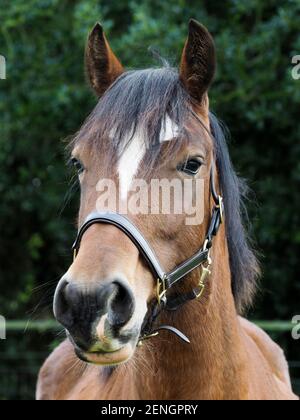 Eine Kopfaufnahme einer Bay Welsh Stute im Halsband. Stockfoto