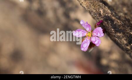 Die rosa Blume von Drosera chimera nach einem Regen schließen An Cristalia in Minas Gerais in Brasilien Stockfoto