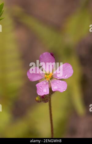 Makro einer einzelnen rosa Blume der Drosera chimera (einer fleischfressenden Pflanze) in natürlichem Lebensraum in der Nähe von Cristalia in Minas Gerais, Brasilien Stockfoto