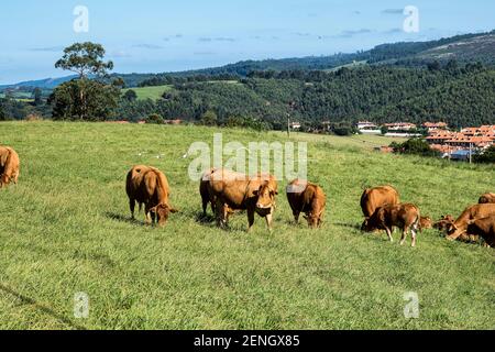 Grüne Hügel, Wiesen und Kühe in der Nähe der Stadt Comillas, kantabrien in Spanien Stockfoto