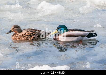 Paar Enten auf der Seenoberfläche zwischen dem schmelzenden Eis. Stockfoto