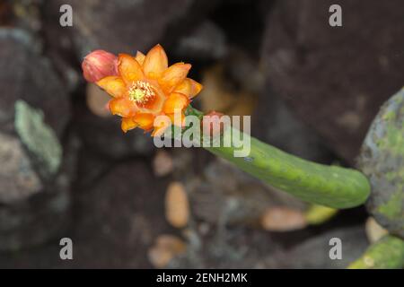 Blume von Tacinga inamoena, einem Kaktus aus der Familie Opuntia, in natürlichem Lebensraum in der Nähe von Cristalia in Minas Gerais, Brasilien Stockfoto