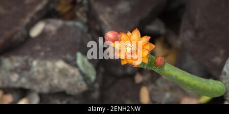 Die Orangenblüte des Kaktus Tacinga inamoena in natürlicher Umgebung bei Cristalia in Minas Gerais, Brasilien Stockfoto