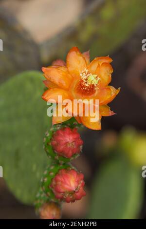 Nahaufnahme der Blume von Tacinga inamoena in der Nähe von Cristalia in Minas Gerais, Brasilien Stockfoto