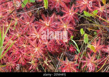 Große Gruppe des roten Sonnentauers Drosera graomogolensis in natürlicher Umgebung bei Grao Mogol in Minas Gerais, Brasilien Stockfoto