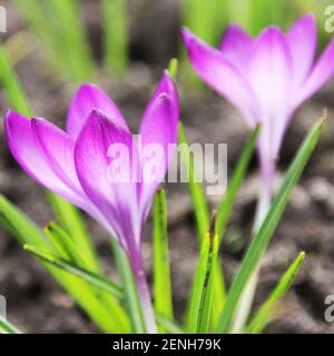 Eine Nahaufnahme von zwei violetten Krokusblüten Stockfoto