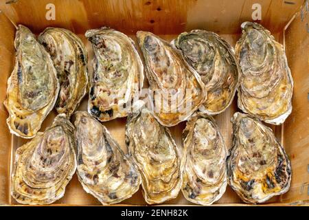 Frische Austern Muscheln in Holz Crate Box Meeresfrüchte Stockfoto