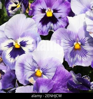 Eine Nahaufnahme eines Strauß Viola Blumen. Die Blüten sind lila mit einem gelben Herzen Stockfoto