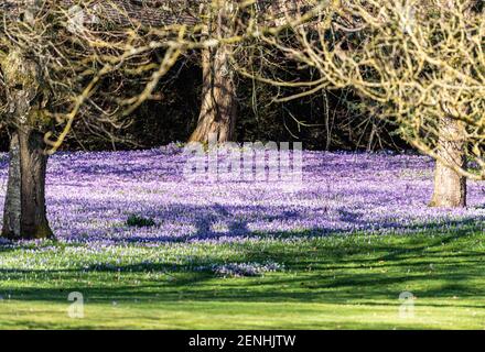 Ein Teppich voller Krokusse in einer sonnigen Waldlichtung, Preston Candover, Hampshire, Großbritannien Stockfoto