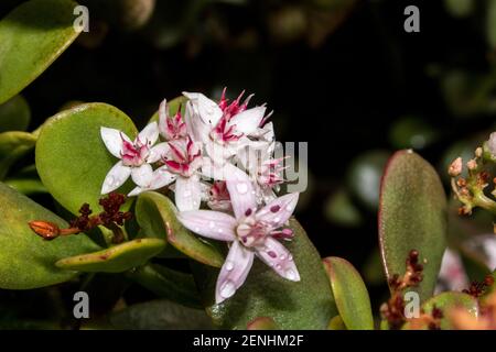 Die sternförmigen Blüten einer Jadepflanze, Crassula Ovata, auch bekannt als Penny Plant, bedeckt mit Wassertröpfchen Stockfoto
