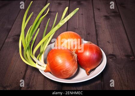 Junge Sprossen von gekeimten Zwiebeln, veganes Essen. Drei Glühbirnen auf dunklem Hintergrund. Stockfoto