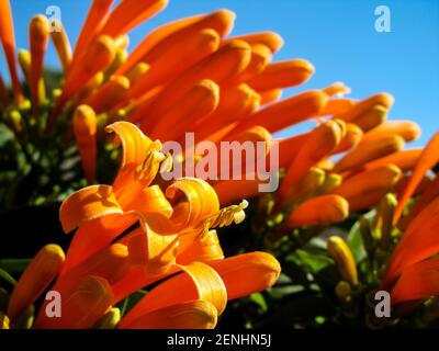 Die Orange Trompete Form Blüten der Flamme Rebe, Pyrostegia venusta, in voller Blüte an einem klaren sonnigen Tag Stockfoto