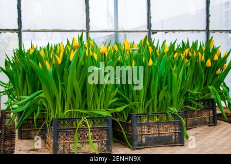 Wachsende Tulpen im Gewächshaus. Gelbe Blüten in Sämlingkisten. Gartenarbeit für zu Hause. Stockfoto