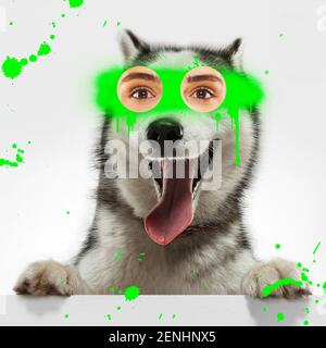 Zeitgenössische Kunst Collage Konzept. Porträt des Hundes mit menschlichen Augen, Graffity-Stil. Konzept des modernen Designs, Surrealismus, Spaß, Kreativität, Inspiration. Lustige Bildmontage. Stockfoto