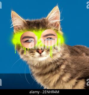Zeitgenössische Kunst Collage Konzept. Porträt der Katze mit menschlichen Augen, Graffity-Stil. Konzept des modernen Designs, Surrealismus, Spaß, Kreativität, Inspiration. Lustige Bildmontage. Stockfoto
