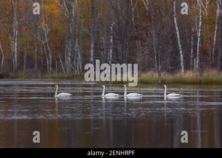 Trompetenswäne ruhen auf einem Wildnissee im Norden von Wisconsin. Stockfoto