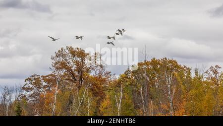 Schar von Trompeterschwanen, die über einen Wildnissee im Norden von Wisconsin fliegen. Stockfoto