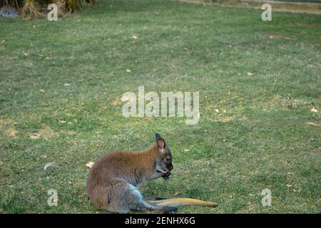 Single, klein und niedlich, junges Känguru auf Gras sitzen und sich in einem Zoo-Park umsehen. Stockfoto