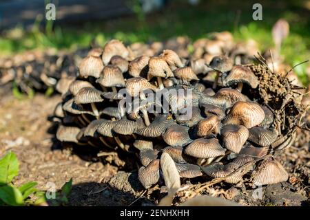 Gruppe von winzigen braunen Pilzen, die im Herbstwald unter dem Sonnenlicht wachsen. Pilz in seiner natürlichen saisonalen Umgebung. Pilze Makro auf Moos. Verschwommener grüner und dunkler Hintergrund Stockfoto