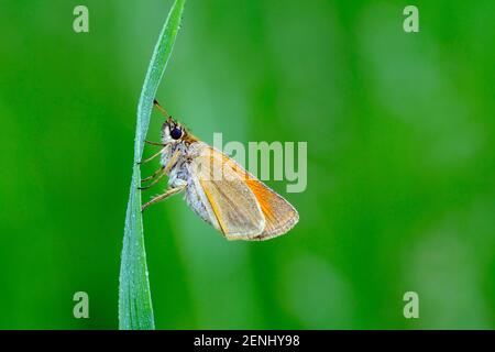 Schwarzkolbiger Braundackkopffalter, Thymelicus lineola, Klasse Insekten (Insecta), Ordnung Schmetterlinge (Lepidoptera), Familie Dickkopffalter (Hesp Stockfoto