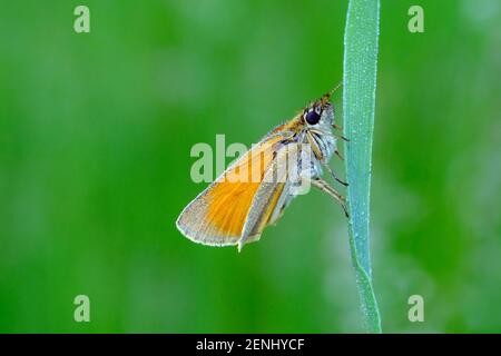 Schwarzkolbiger Braundackkopffalter, Thymelicus lineola, Klasse Insekten (Insecta), Ordnung Schmetterlinge (Lepidoptera), Familie Dickkopffalter (Hesp Stockfoto