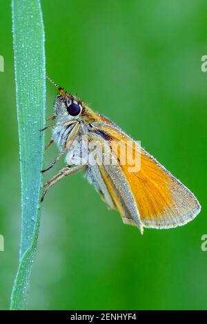 Schwarzkolbiger Braundackkopffalter, Thymelicus lineola, Klasse Insekten (Insecta), Ordnung Schmetterlinge (Lepidoptera), Familie Dickkopffalter (Hesp Stockfoto