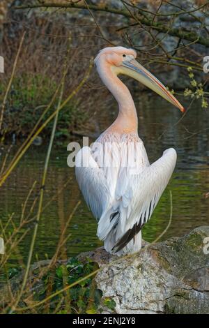 LYON, FRANKREICH, 24. Februar 2021 : Pelikane im Morgenlicht ihres Teiches, Parc de la Tete d'Or, im Stadtzentrum. Stockfoto