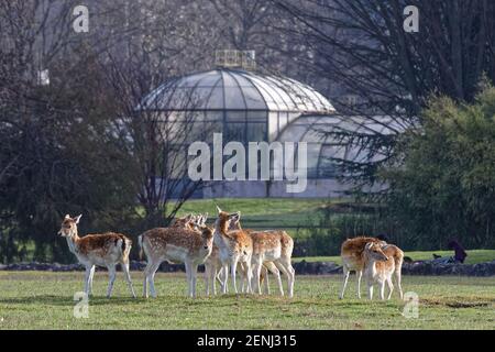 LYON, FRANKREICH, 24. Februar 2021 : EINE Hirschherde auf den Wiesen des Parc de la Tete d'Or. Der Park ist einer der größeren Stadtparks in Frankreich. Stockfoto